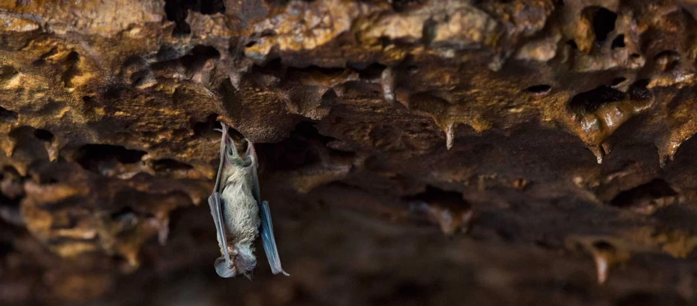 ΠΟΥ: Ψάχνει στα βάθη των σπηλαίων των νυχτερίδων για την προσέλευση του κορωνοϊού